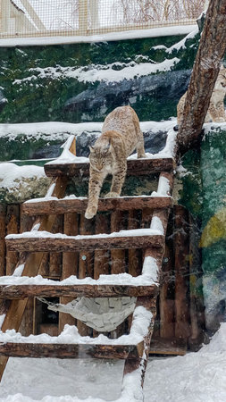 lynx descends the stairs in winter in the snow at the Moscow zooの写真素材