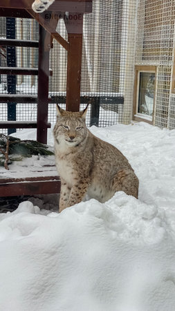 a young lynx sits in the snow at the Moscow zoo.の写真素材
