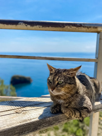 grey cat lying on a bench, against the background of the sea