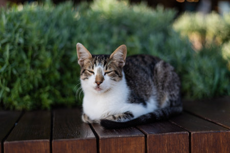 A street cat sleeps on a bench in Istanbul surrounded by greenery.の写真素材