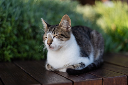 A street cat sleeps on a bench in Istanbul surrounded by greenery.の写真素材