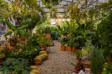 green plants for sale flower garden shop. Ornamental plant store. Row of many various colorful plants on shelves display for sale in garden center.の写真素材