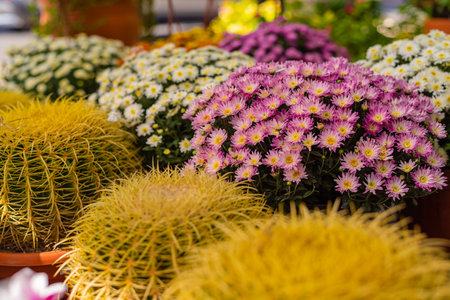 green plants for sale flower garden shop. Ornamental plant store. Row of many various colorful plants on shelves display for sale in garden center.の写真素材