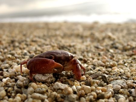 Red crab on the shoreの写真素材