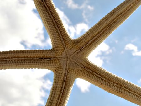 Starfish against blue sky with cloudsの写真素材