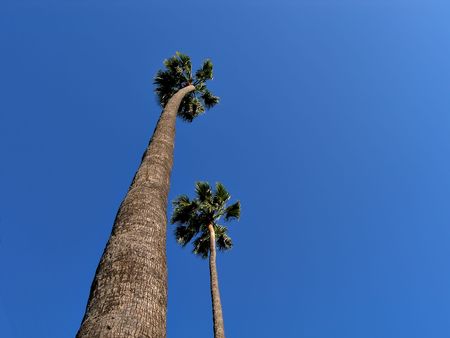 Two Palmsの写真素材