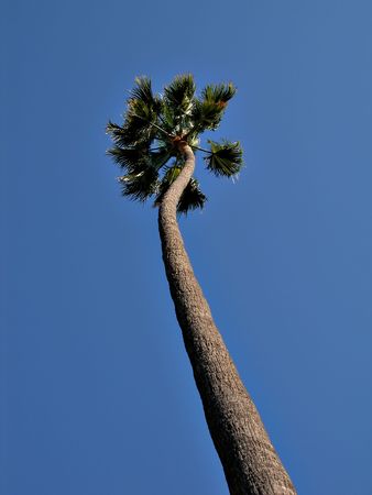 Lone Palm 4の写真素材