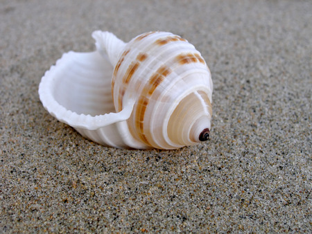 Close up shot of shell on the beach