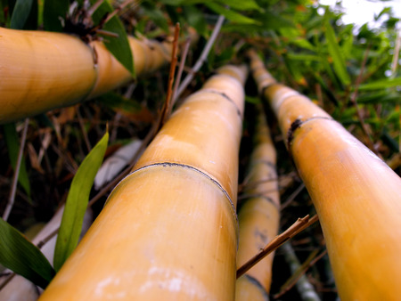 close up shot of bamboo tree trunkの写真素材