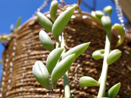 close up shot of hanging plant in straw basketの写真素材