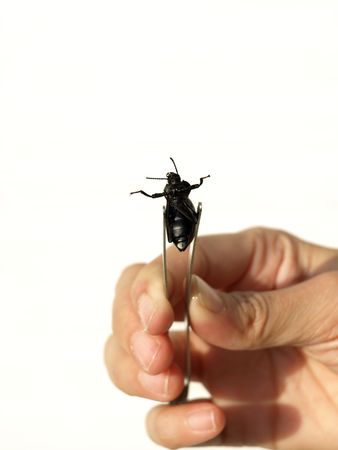 Black insect on pincher in white backgroundの写真素材