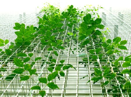 viny plant branching on wire mesh  の写真素材