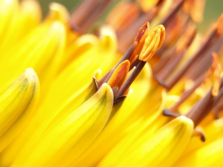 Close up shot of Flowerの写真素材