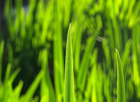 Blade of grass against the sun
