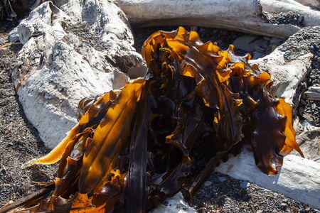 seaweed on the shore and wood asian foodの写真素材
