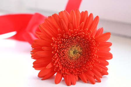 orange bright flower gerber with a red ribbon lies and white background a postcardの写真素材