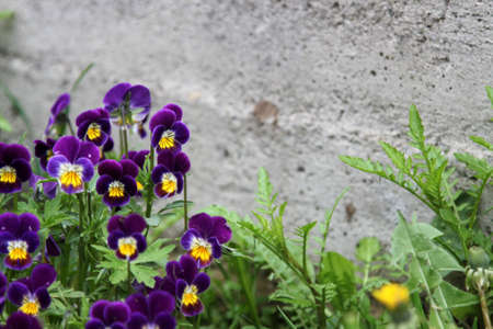 Pansies purple with a place for inscription and a concrete wallの写真素材