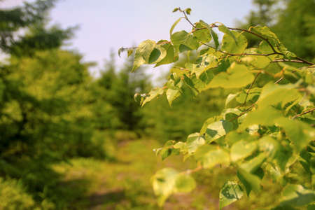 branches, trees and road in the village, beautiful view of the forest and grass green juicy summer