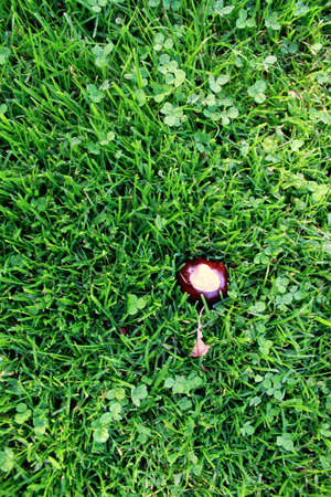 brown walnut acorn against the background of green grass textured backgroundの写真素材