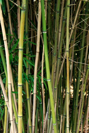 beautiful thickets of green bamboo natural backgroundの写真素材