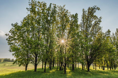 Sunbeams shine through trees in spring