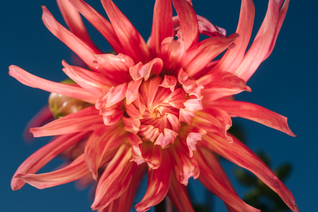 Close up photo of a sunlit flower head with blue sky at the background.の写真素材