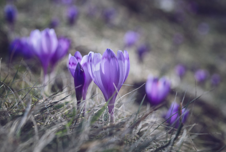 View at sunlit purple crocus flowers in springの写真素材