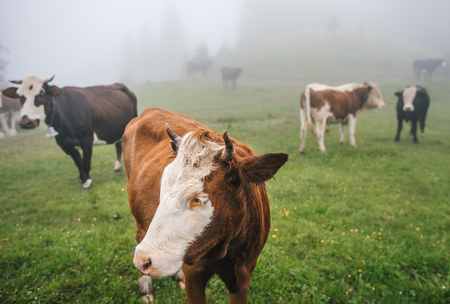 Group of cows in the summer mountain forest with mistの写真素材