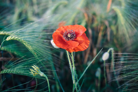 Single red poppy in a wheat field. Macro photo of a red flower in summer.の写真素材