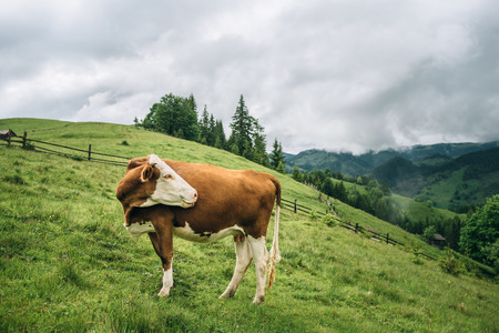 Brown cow at a mountain flank on a pasture in summer. Cow on a green grass in a mountain village.の写真素材