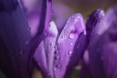 Purple crocuses on a meadow at sunny spring day. Macro photo of dew drops on petals of purple crocus flowers. Card for Mothers dayの写真素材