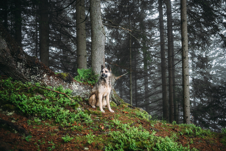 Dog sits in a mystical forest. Vintage look. Dog walking outdoors in a forestの写真素材