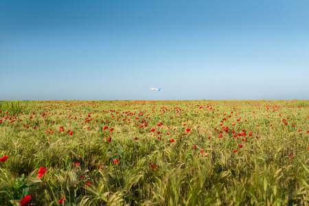 View at uncultivated field with poppy flowers of red color and wheat. Airplane flies up at the background. Summer landscapeの写真素材
