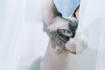 hairless sphinx  sits near a window and basks in the sunshine. Eyes are half closed of pleasure. Happy pet rests on a sun. White curtains at the backgroundの写真素材