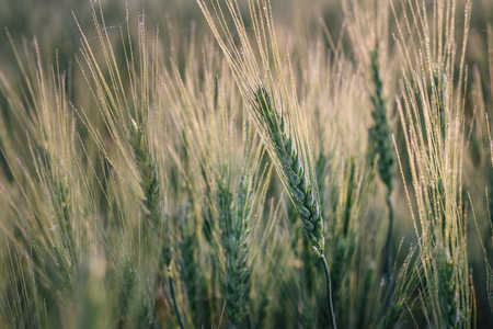 Macro photo of green wheat spikelet at sunset. Wheat field at sunrise.の写真素材
