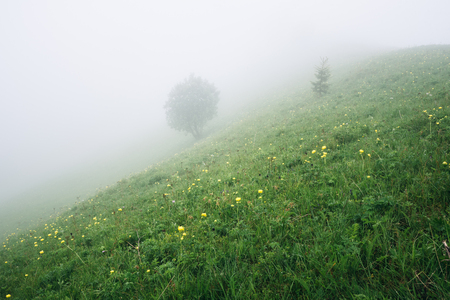 View at a tree on a mountain hill with fog. Mountain meadow with green grass and yellow flowers. Morning fog in a mountain valley in summer.の写真素材
