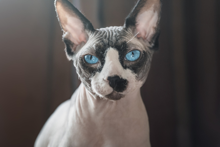 Canadian hairless sphinx cat sits in front of a window and looks to the camera. Dark curtains at the backgroundの写真素材