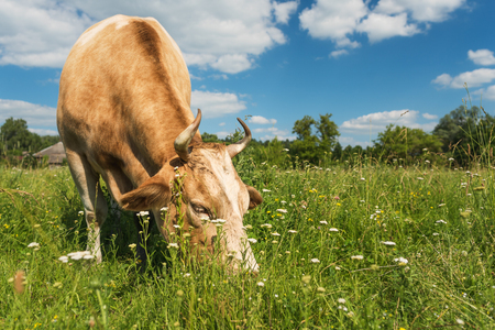 Cow grazing in the village field in summertimeの写真素材