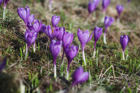 View at sunlit purple crocus flowers in springtime. Morning dew on petals of flowers