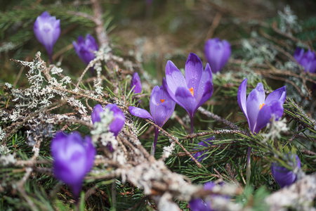 View at sunlit purple crocus flowers in springtime. Morning dew on petals of flowersの写真素材