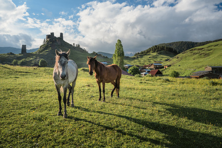 Two horses at a mountain valley at unset. Georgian defensive towers at the background. Sun lightens horses. Landscape of a mountain valley with green grass and two horses. Traditional architecture in Georgiaの写真素材