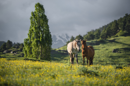 Two horses at a mountain valley at unset. Sun lightens horses. Landscape of a mountain valley with green grass and two horses.の写真素材
