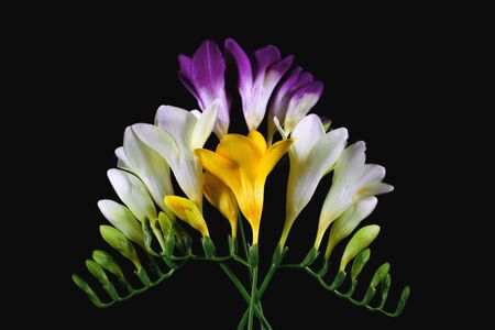 Fresh beautiful blossom. Floral background. Flat lay, top view.の写真素材