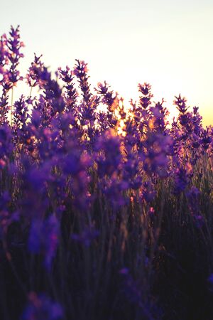 Beautiful violet lavender fields in the sunset light. Provence in France. Lavender flowers.