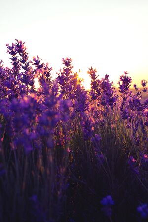 Beautiful violet lavender fields in the sunset light. Provence in France. Lavender flowers.の写真素材