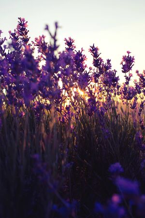 Beautiful violet lavender fields in the sunset light. Provence in France. Lavender flowers.の写真素材