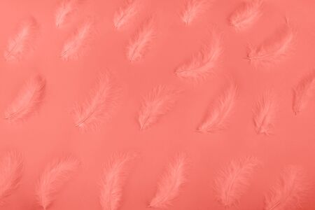 Coral eathers on a neon blue background. Copy space. Trendy is design. Glowing neon.の写真素材