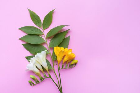 Freesia flowers on the pink background. For your text. Fresh beautiful blossom. Floral background. Flat lay, top view.の写真素材