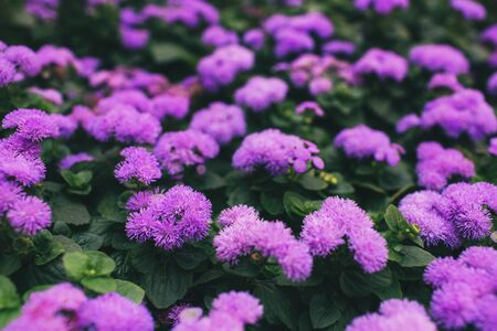 Pink flowers with green leaves. Nature background. Tropical leaf with beautiful nature.の写真素材