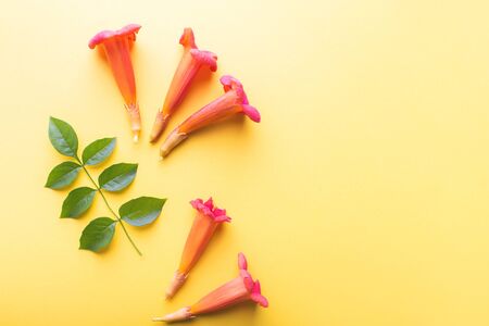 Flowers composition. Creative layout with leaves and orange flowers on yellow background. Flat lay, top view, copy spaceの写真素材